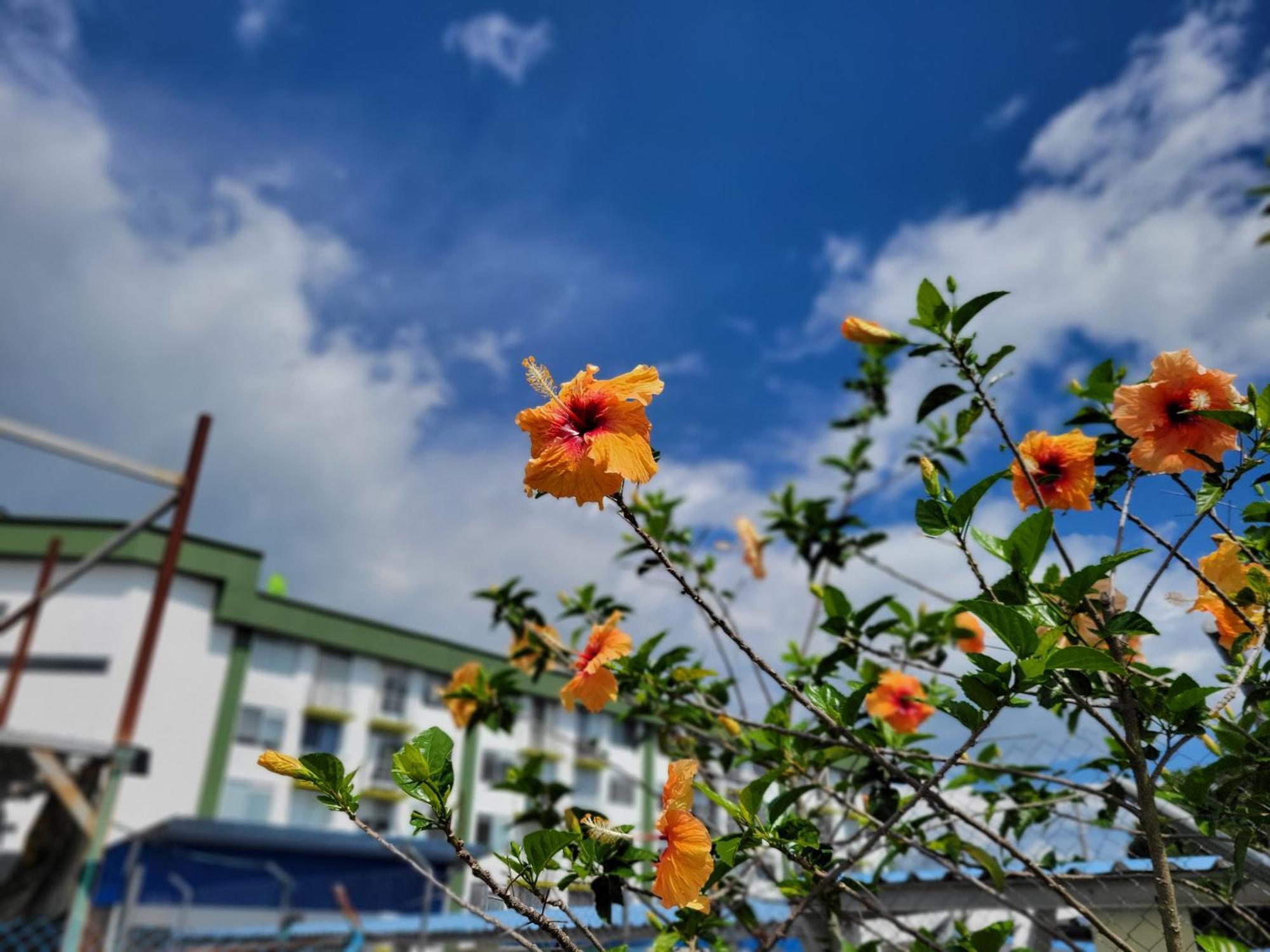 Hospedaje Cafetero Guaduales Daire Montenegro Dış mekan fotoğraf